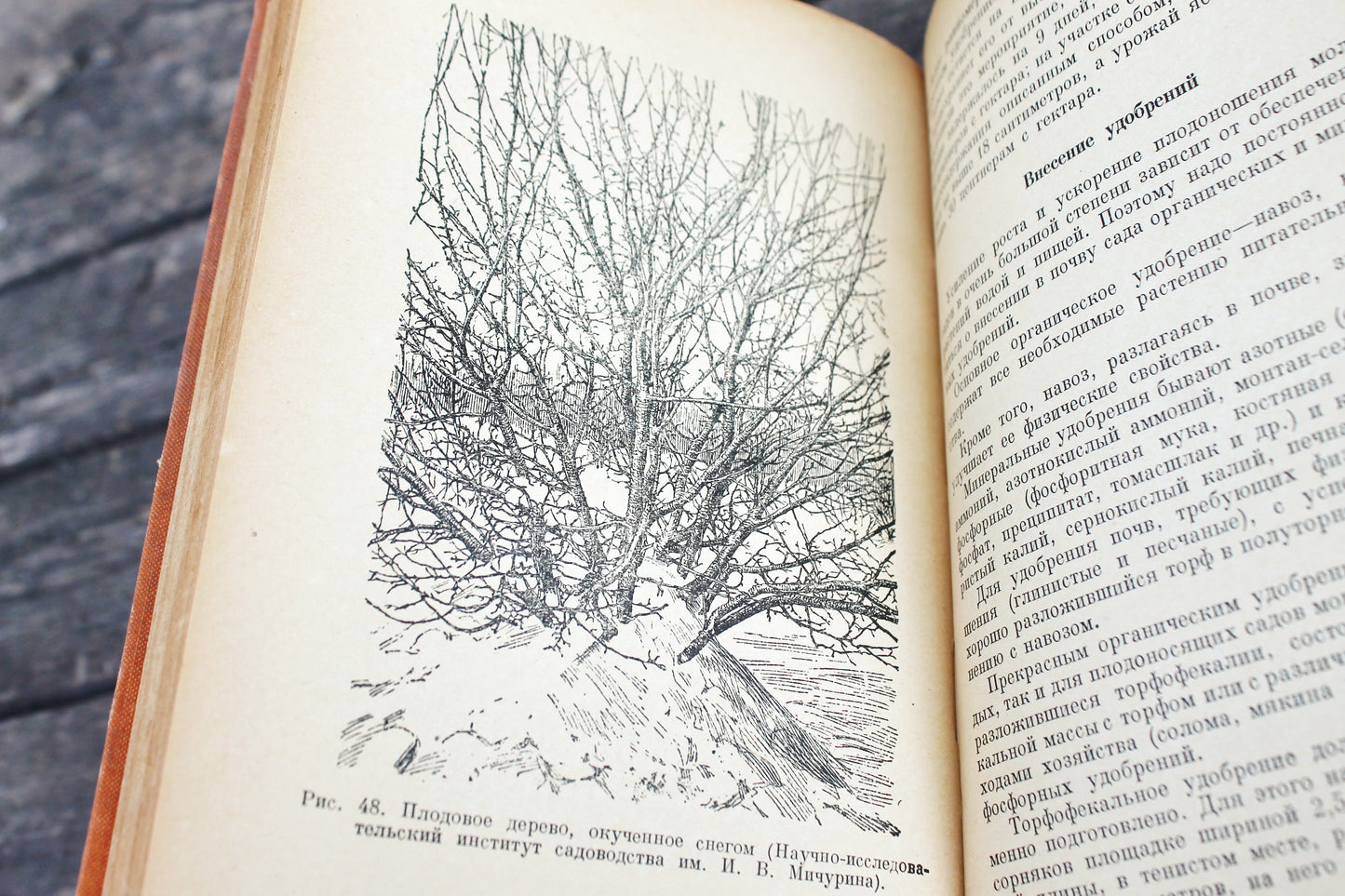Vintage book - Fruit growing - vintage from Ukraine - 1959