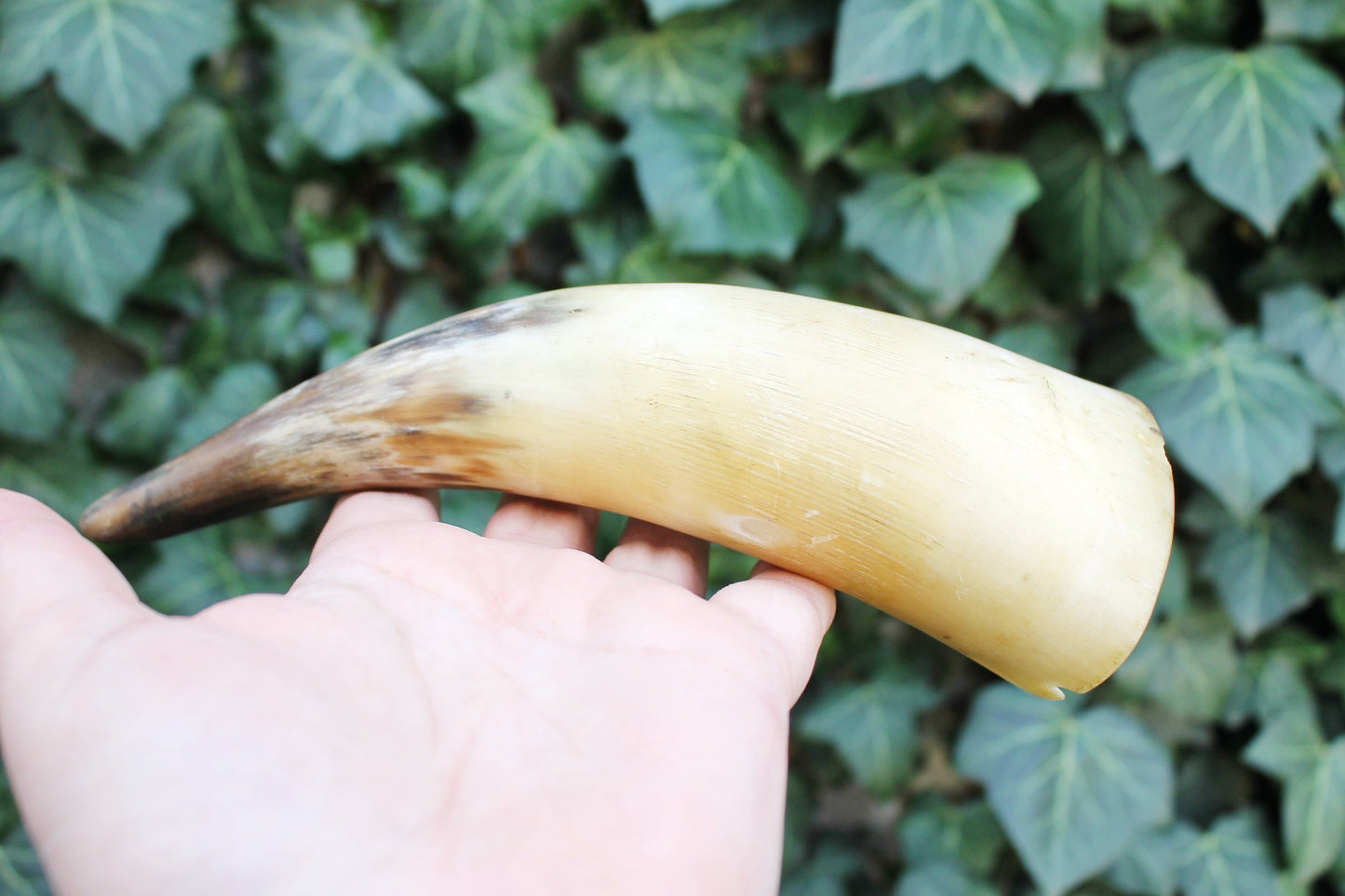 Genuine Cow Horn - Viking Wild Drinking Horn - Soviet Horn Collectibles
