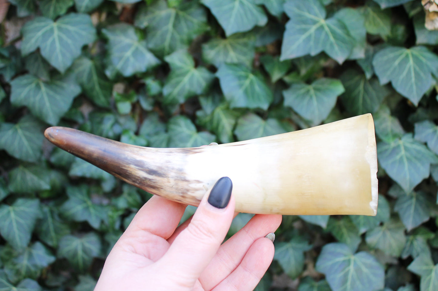 Genuine Cow Horn - Viking Wild Drinking Horn - Soviet Horn Collectibles