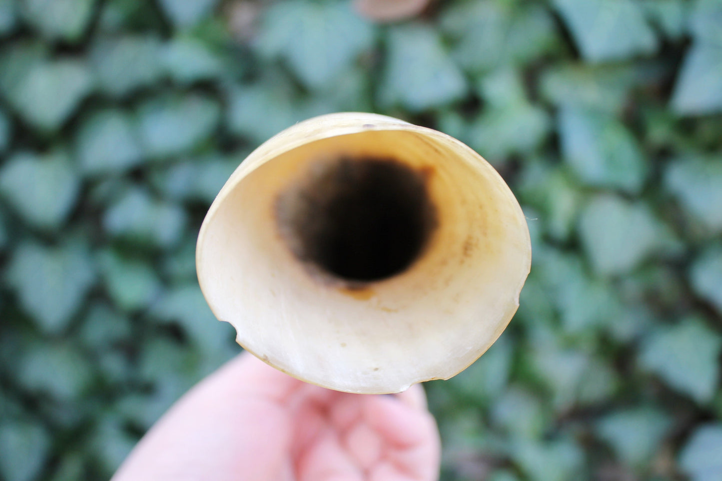 Genuine Cow Horn - Viking Wild Drinking Horn - Soviet Horn Collectibles