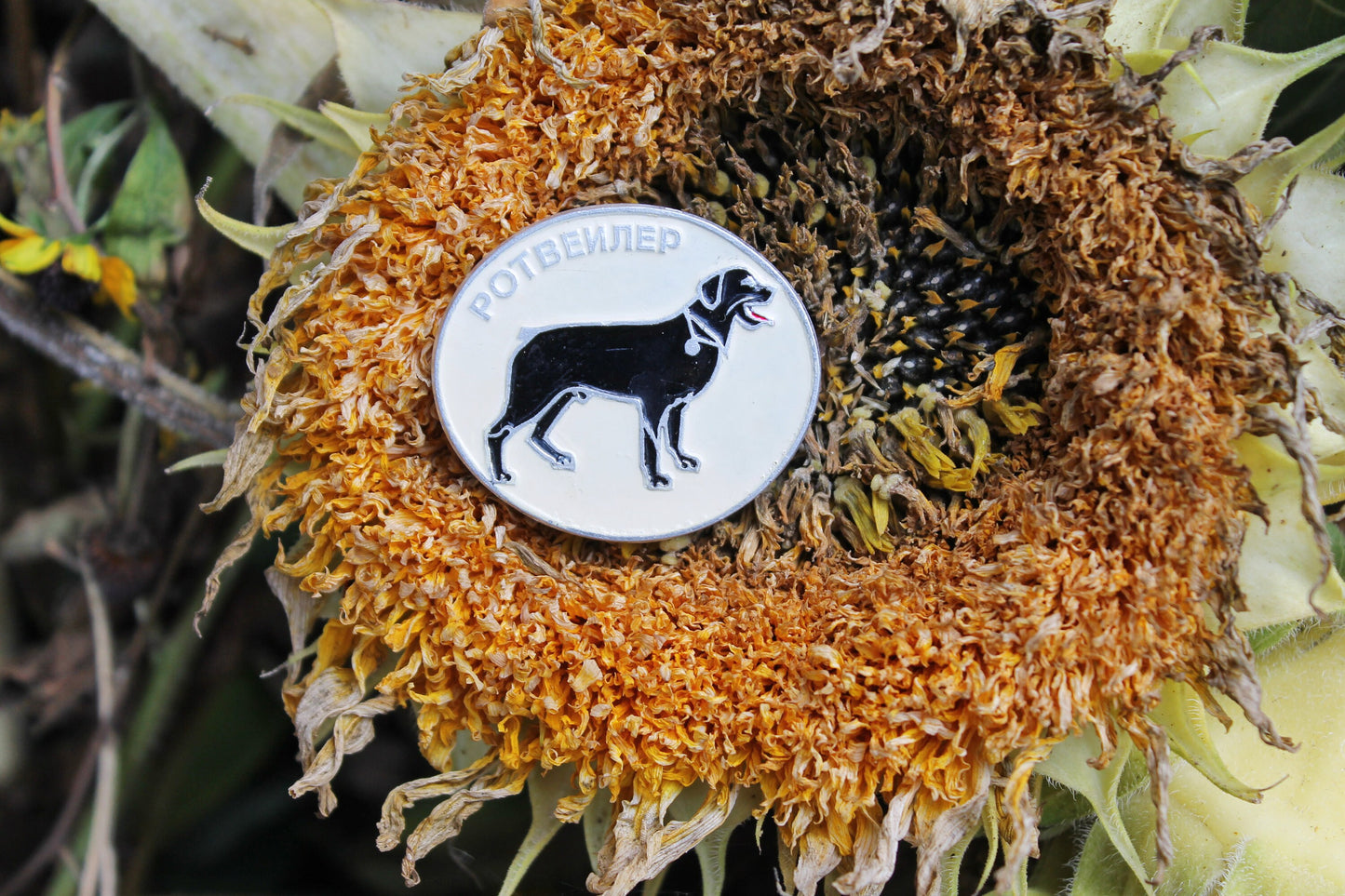 Vintage soviet USSR pin badge A Dog - Rottweiler - dog pin badge, made in USSR, 1970s