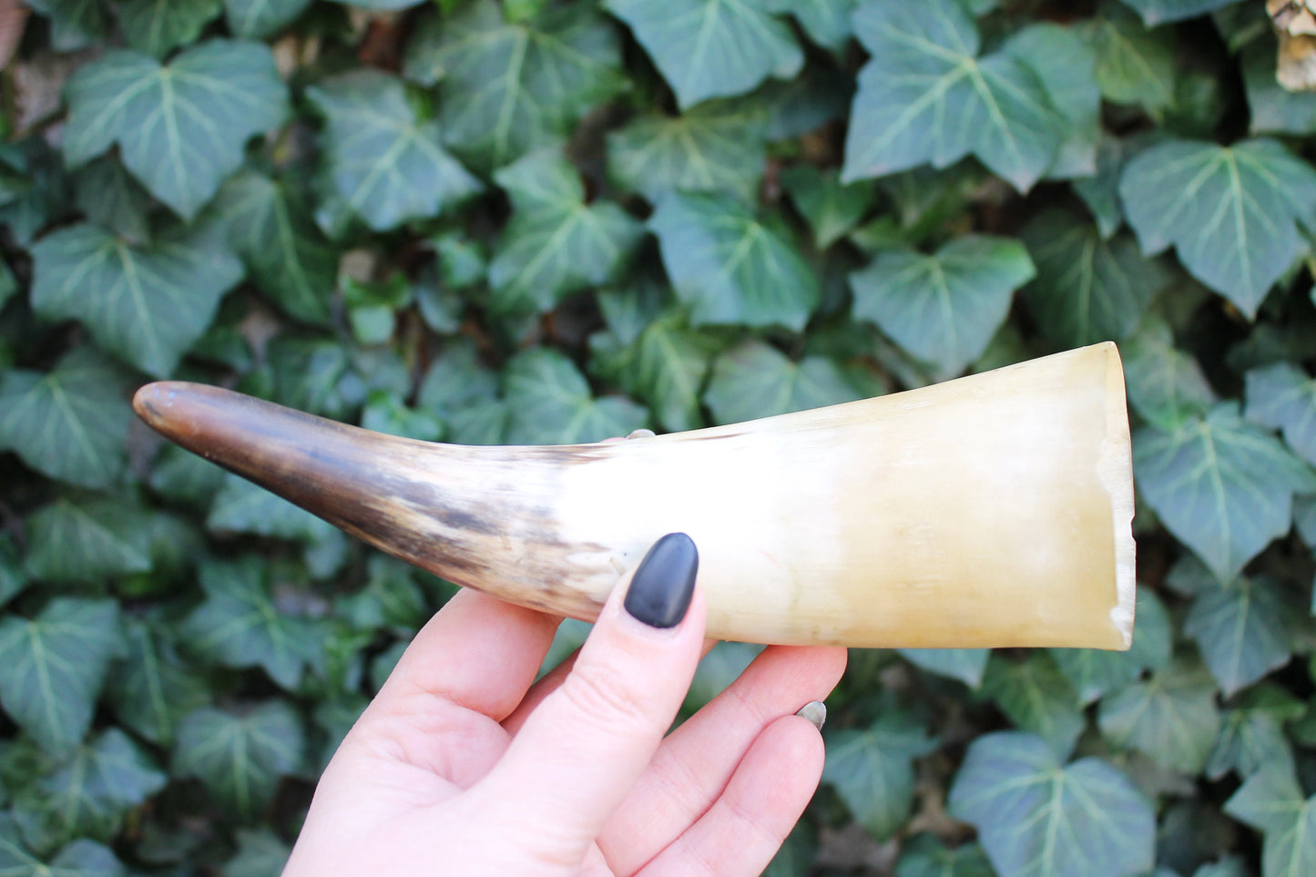 Genuine Cow Horn  - Viking Wild Drinking Horn - Soviet Horn Collectibles