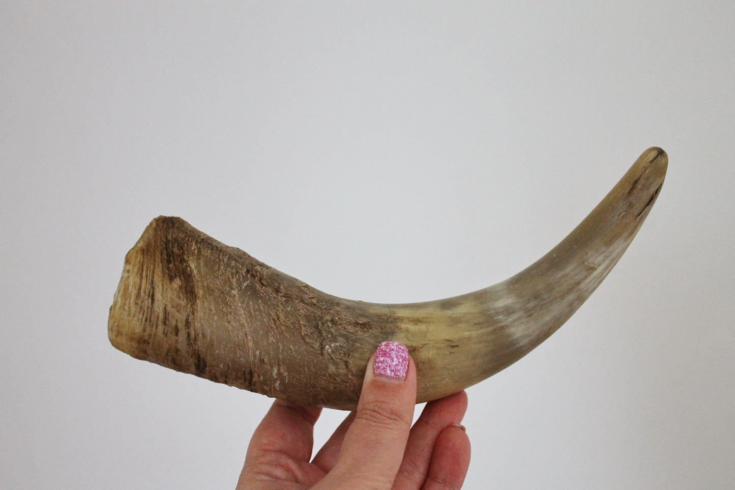 Genuine Cow Horn - 8.7 inches - Viking Wild Drinking Horn - Soviet Horn Collectibles - Natural horn