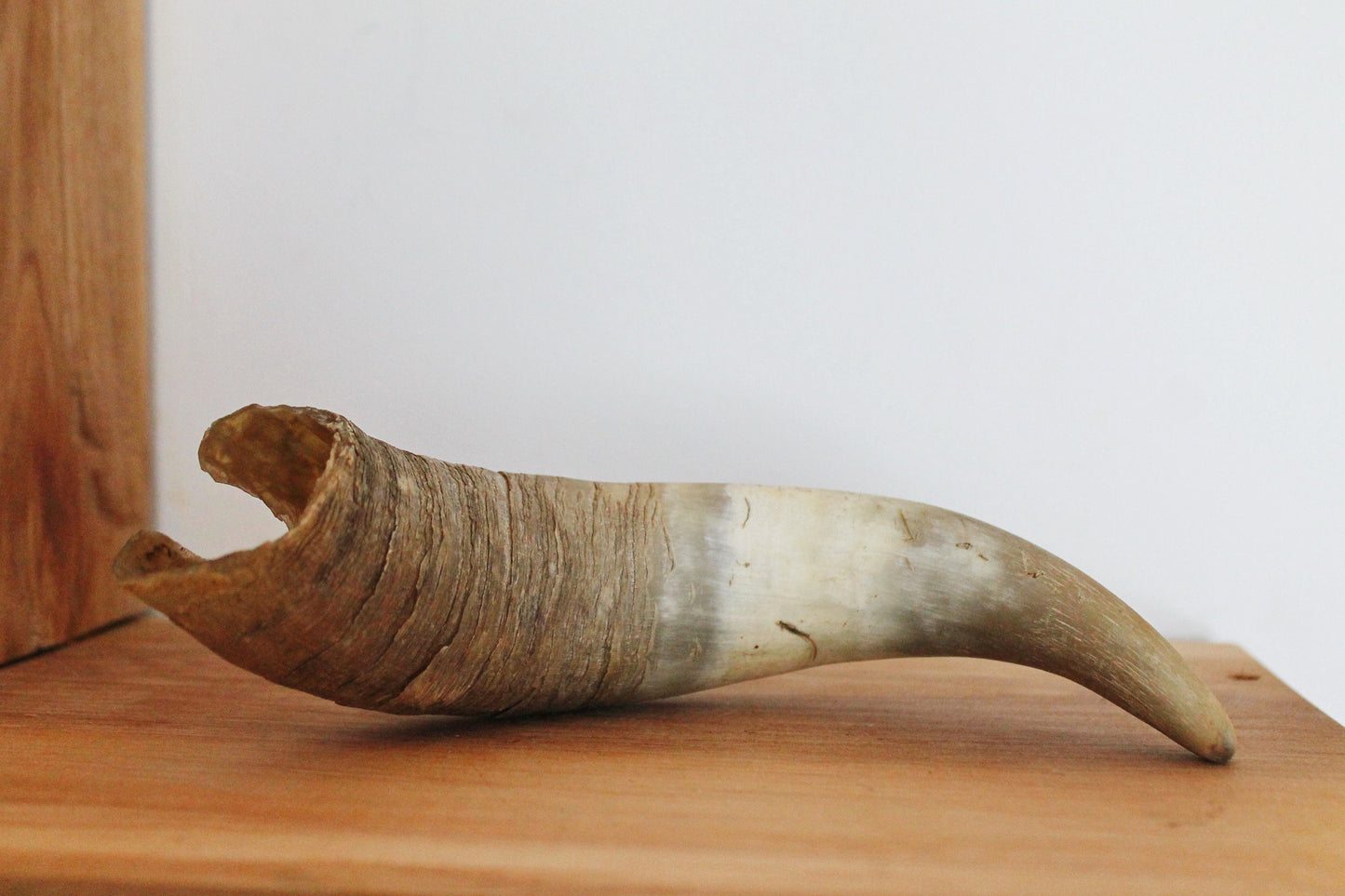 Genuine Cow Horn - 8.7 inches - Viking Wild Drinking Horn - Soviet Horn Collectibles