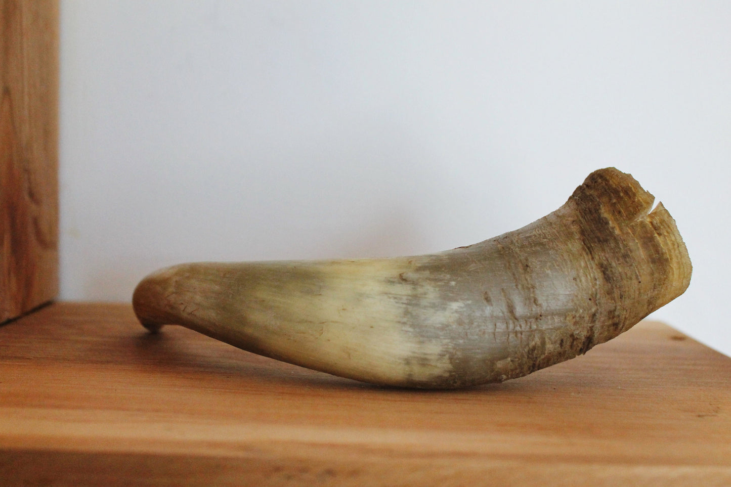 Genuine Cow Horn - 8.7 inches - Viking Wild Drinking Horn - Soviet Horn Collectibles - Natural horn