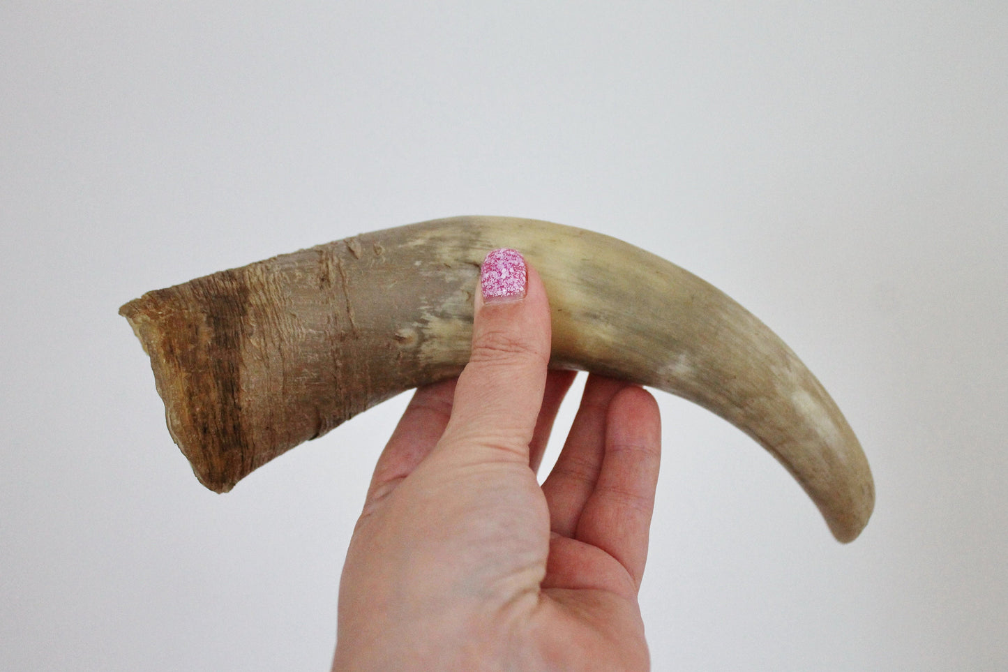 Genuine Cow Horn - 8.7 inches - Viking Wild Drinking Horn - Soviet Horn Collectibles - Natural horn