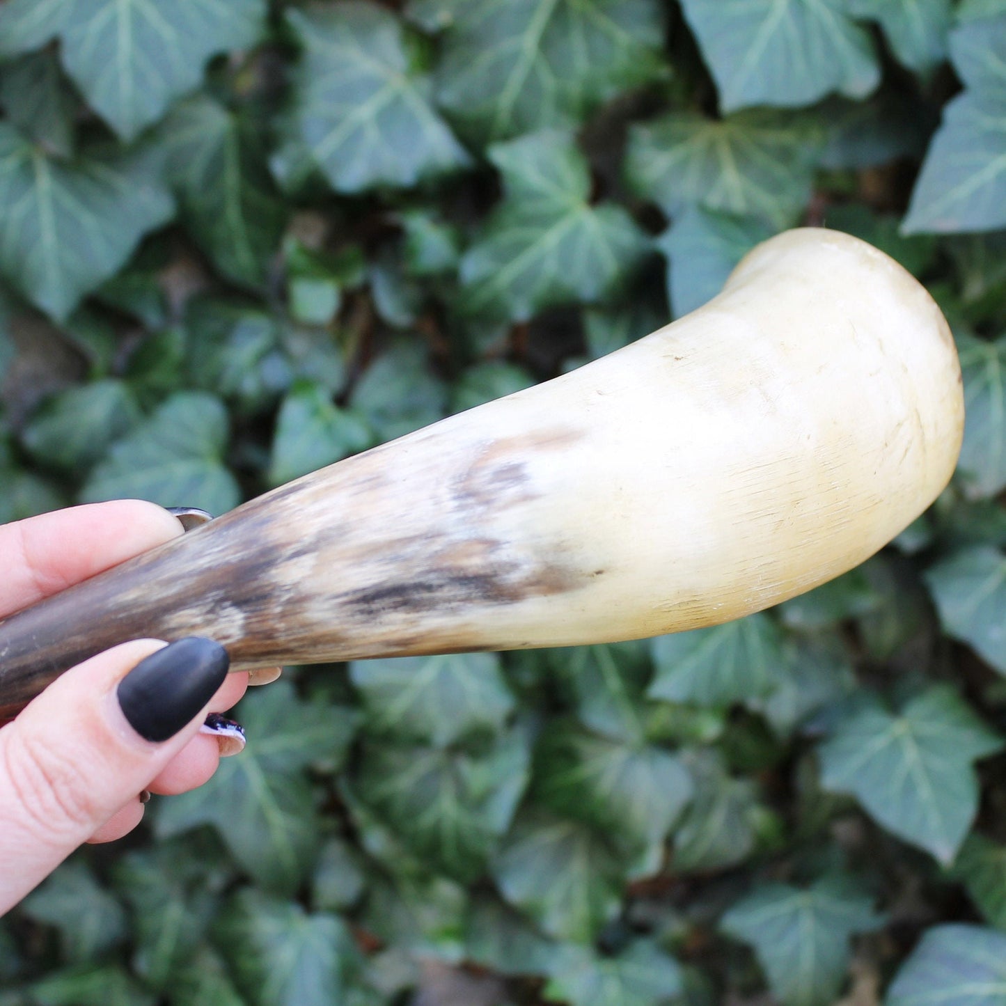 Genuine Cow Horn  - Viking Wild Drinking Horn - Soviet Horn Collectibles